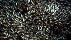 School of juvenile stripped catfish filmed with Sony HDCA... by Pawel Achtel 